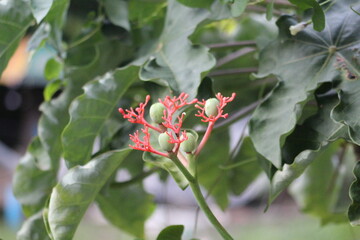 Jatropha podagrica
