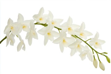 Elegant white orchids gracefully arranged on a clean background, perfect for floral designs
