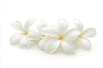 Elegant white plumeria flowers arranged on a clean background, showcasing natural beauty