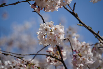 Close-up of cherry blossoms in full bloom under a blue sky