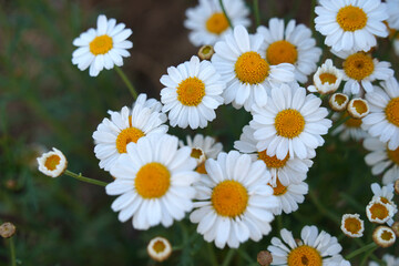 Small, cute daisy flowers are blooming.