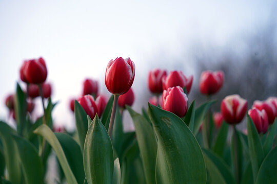 A field of red tulips in full bloom under the sunlight