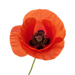 Red Poppy Flower Image