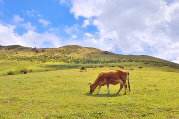 Brown cow close-up eating grass on a green meadow.A herd of cows grazing in a mountain valley.