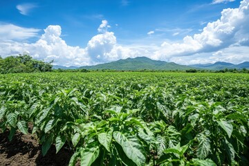 Green field of crops with mountain, blue sky, and fluffy clouds behind. Ideal for agriculture, nature, or environment related projects.