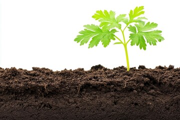 Fresh green cilantro sprouting from rich dark soil against a plain white background