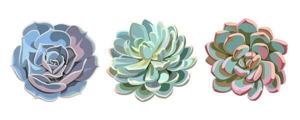 A collection of colorful succulents isolated on a white background. Desert and tropical thorny houseplants. Top view. 
