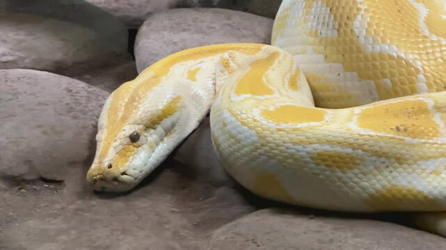 Albino Burmese python coiled on rocky ground surface. Close-up wildlife photo of non-venomous snake in naturalistic habitat. Reptile and exotic pet concept for design and print