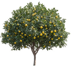 Full view of lush green tree