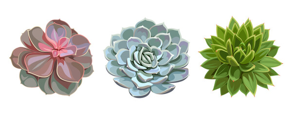A collection of colorful succulents isolated on a white background. Desert and tropical thorny houseplants. Top view. 
