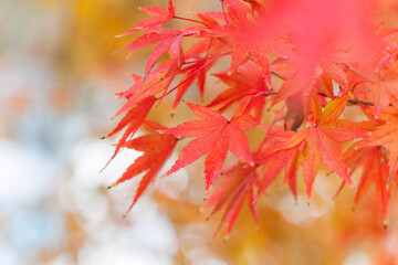 紅葉に彩られた美しい宮ヶ瀬湖。

神奈川県清川村、早戸川林道-2025年
