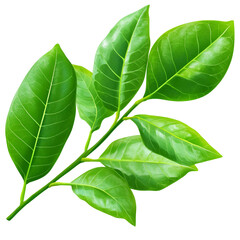 Obraz premium Green leaves on branch closeup