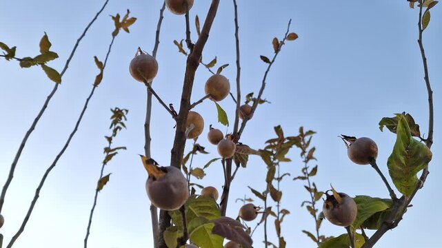 Mespilus germanica, common medlar, large shrub tree in the rose family Rosaceae. Low angle tilt down, close up on fruits