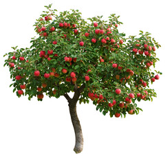 Green tree with orange fruit image