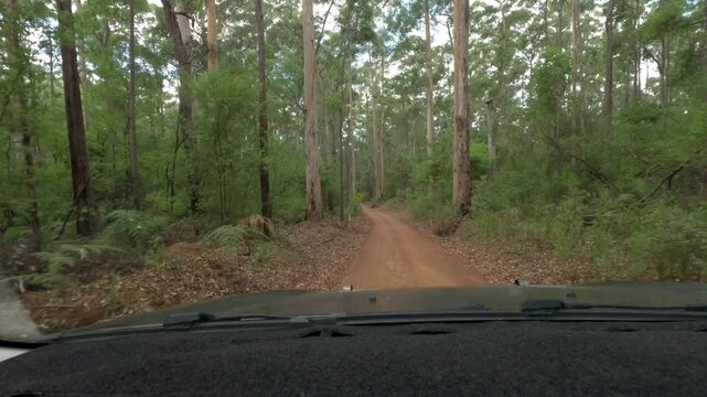 Action camera windscreen mount as the car drives along a gravel forestry road through amazing tall Karri trees and other native Australian trees.