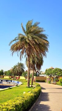 Tall Palm Tree Swaying Gently Under Clear Sky, Close-Up Video of Majestic Palm Tree in Sunlight