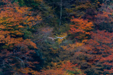 飛翔する美しいマガモ（カモ科）他の群れ
英名学名：Mallard (Anas platyrhynchos) 
紅葉に彩られた美しい宮ヶ瀬湖。

神奈川県清川村、早戸川林道-2025年
