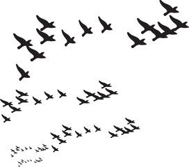 A black silhouette of a flock of birds takes flight against a white sky