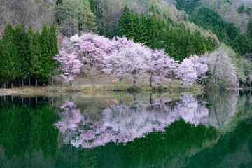 湖面に咲くオオヤマザクラ　長野県大町市　中綱湖