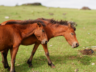 Fototapeta premium Wild horses are eating grass on a green hill with a bright blue, slightly cloudy sky in the background