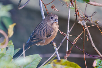 食事中の可愛いベニマシコ（アトリ科）
英名学名：Long-tailed Rosefinch (Uragus sibiricus)
神奈川県清川村、早戸川林道-2025年
