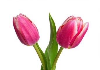A pair of pink tulips with green leaves isolated on a white background in a close up shot