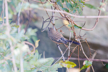 食事中の可愛いベニマシコ（アトリ科）
英名学名：Long-tailed Rosefinch (Uragus sibiricus)
神奈川県清川村、早戸川林道-2025年
