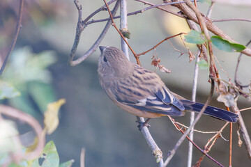 食事中の可愛いベニマシコ（アトリ科）
英名学名：Long-tailed Rosefinch (Uragus sibiricus)
神奈川県清川村、早戸川林道-2025年
