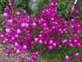 Obraz premium Beautiful pink purple flowers blooming in the fall.