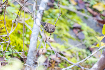 食事中の可愛いベニマシコ（アトリ科）
英名学名：Long-tailed Rosefinch (Uragus sibiricus)
神奈川県清川村、早戸川林道-2025年
