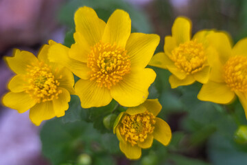 Spring flowers in macro photos.