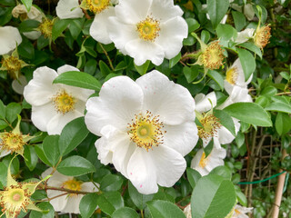 Beautiful white  yellow flowers blooming in the Spring.