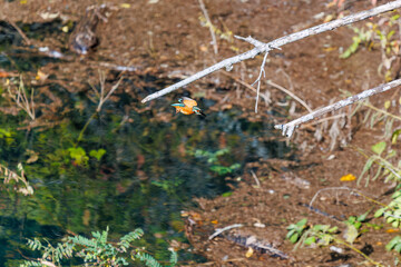 餌を捕らえるために池に飛び込む可愛いカワセミ（カワセミ科）
英名学名：Kingfisher (Alcedo atthis) 
紅葉に彩られた美しい宮ヶ瀬湖。

神奈川県清川村、早戸川林道-2025年
