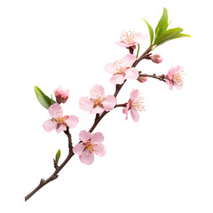 Naklejka premium Pink blossom branch nature photography