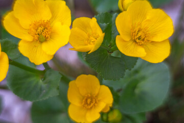 Spring flowers in macro photos.