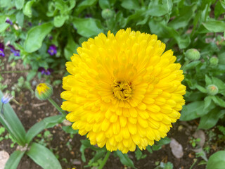 Beautiful yellow flowers blooming in the Spring.
