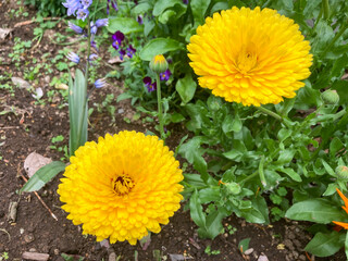 Beautiful yellow flowers blooming in the Spring.
