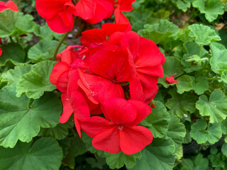 Beautiful Red flowers blooming in the Spring.