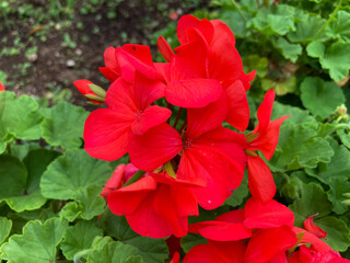 Beautiful Red flowers blooming in the Spring.