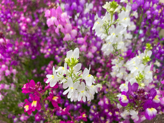 Beautiful purple flowers blooming in the fall.
