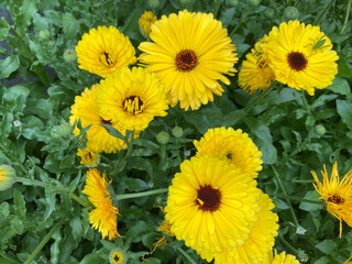 Beautiful yellow flowers blooming in the Spring.
