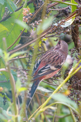 食事中の可愛いベニマシコ（アトリ科）
英名学名：Long-tailed Rosefinch (Uragus sibiricus)
神奈川県清川村、早戸川林道-2025年
