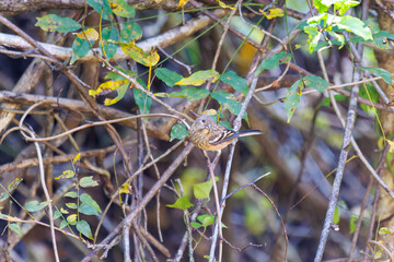 食事中の可愛いベニマシコ（アトリ科）
英名学名：Long-tailed Rosefinch (Uragus sibiricus)
神奈川県清川村、早戸川林道-2025年
