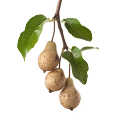 Small pears on branch close up