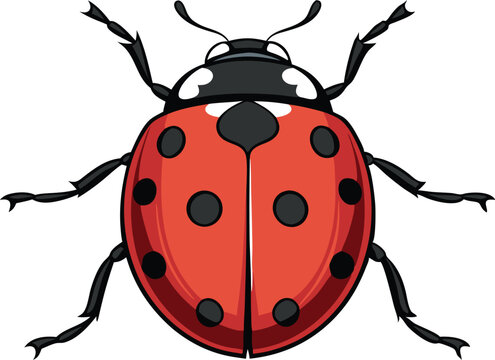 Photorealistic ladybug with glossy shell and detailed legs on white background in hyper detailed vector art style