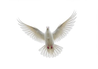 Fototapeta premium A white dove with its wings spread wide open against a bright white background in a full shot view