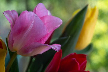 Spring flowers in macro photos.