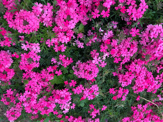 Beautiful Red Pink flowers blooming in the Spring.