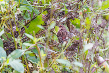 食事中の可愛いベニマシコ（アトリ科）
英名学名：Long-tailed Rosefinch (Uragus sibiricus)
神奈川県清川村、早戸川林道-2025年
