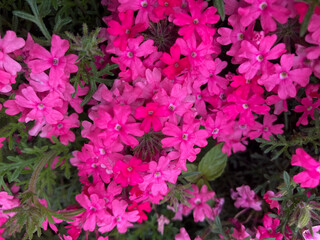 Beautiful Red Pink flowers blooming in the Spring.
